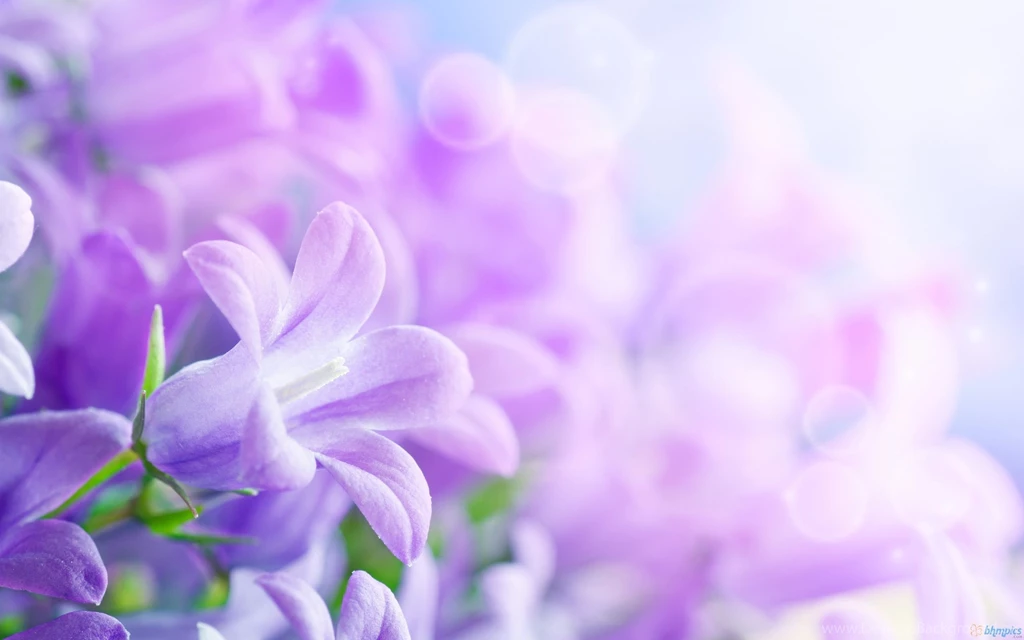 Purple Flowers Backgrounds Wallpapers Cave