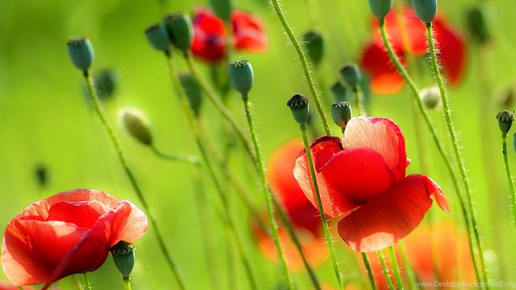 Free Summer Screensavers And Wallpaper: Nature By Free Download ...