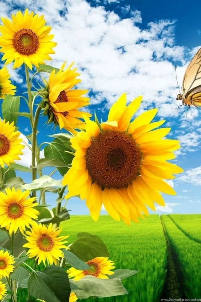 640x960 Sun Flowers Butterfly & Nature Iphone 4 Wallpapers