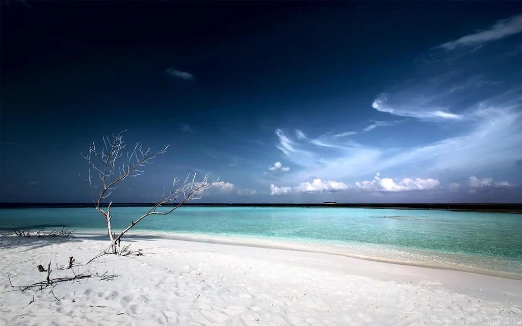 Dead Tree Beach Wallpapers