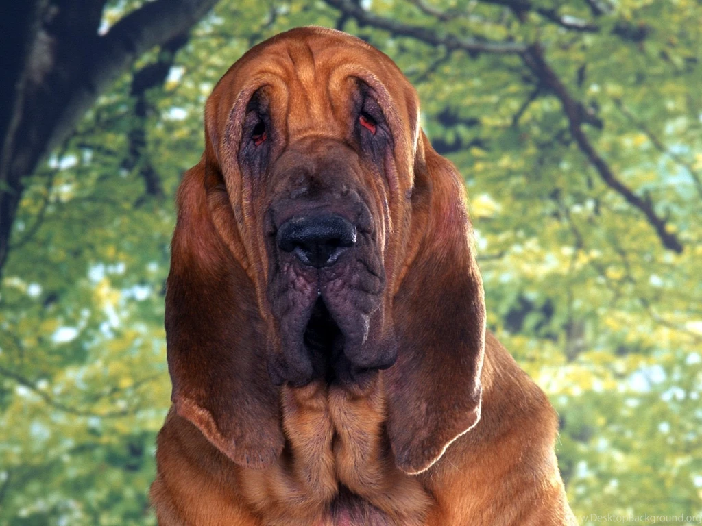 Free Wallpapers Bloodhound Big Dog In Nature