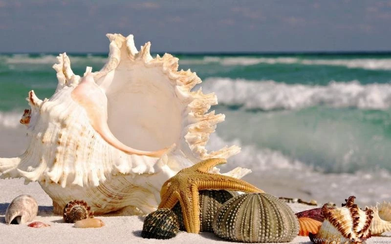 Shells On The Beach Wallpaper,photography HD Wallpaper,1920x1080 ...