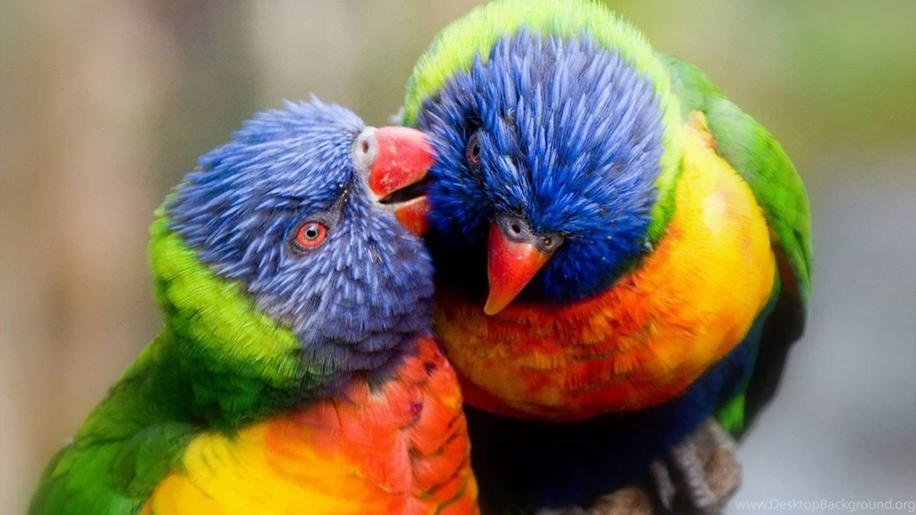 Cute Colorful Parrots Wallpapers – Free Full Hd Wallpapers For ...