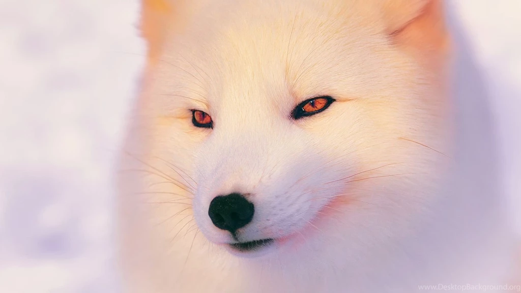 Download Wallpapers 1920x1080 Arctic Fox, Polar Fox, Face, Eyes ...