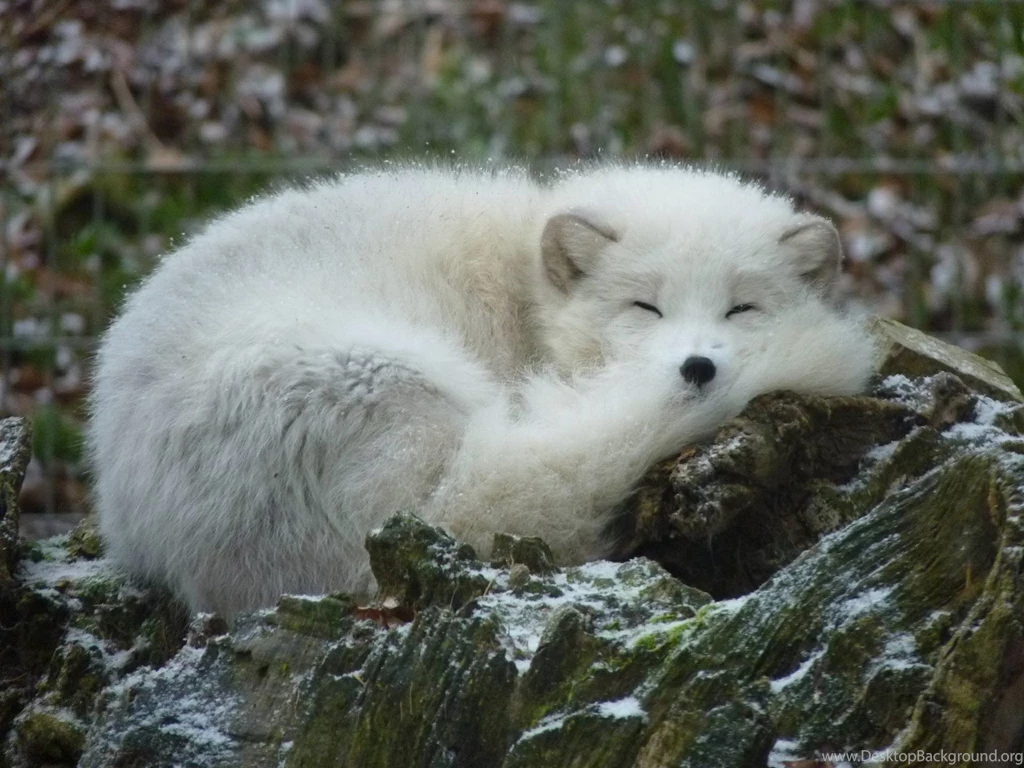 Arctic Fox Wallpapers 8 Animal Lovers Wallpapers