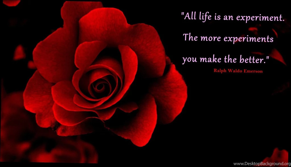 Red Rose Love Wallpapers 5 Items