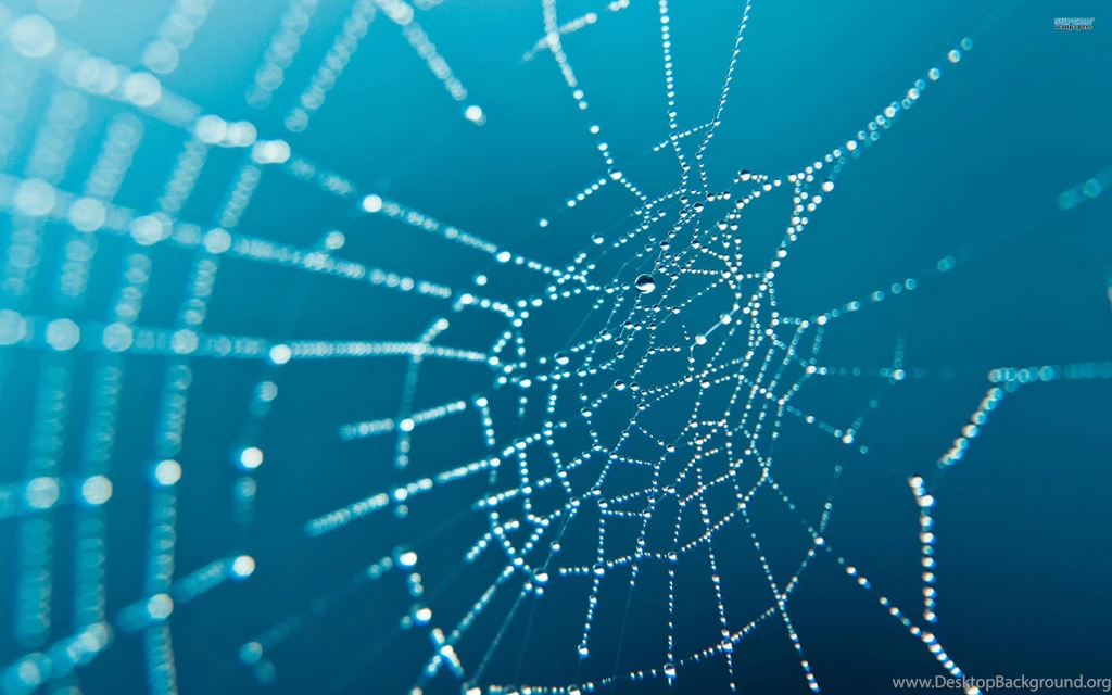 Spider Web Wallpaper.