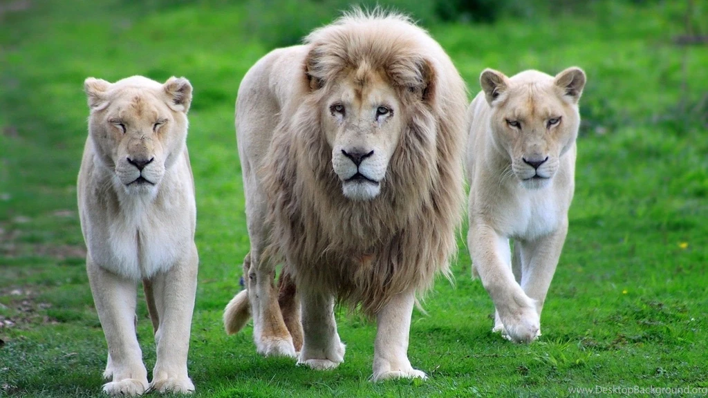 Wallpapers 1920×1080 Lion Full HD HT2