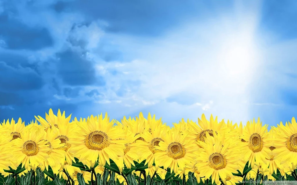 Sunflower Wallpapers Desktop ~ Latest Wallpapers Free Download