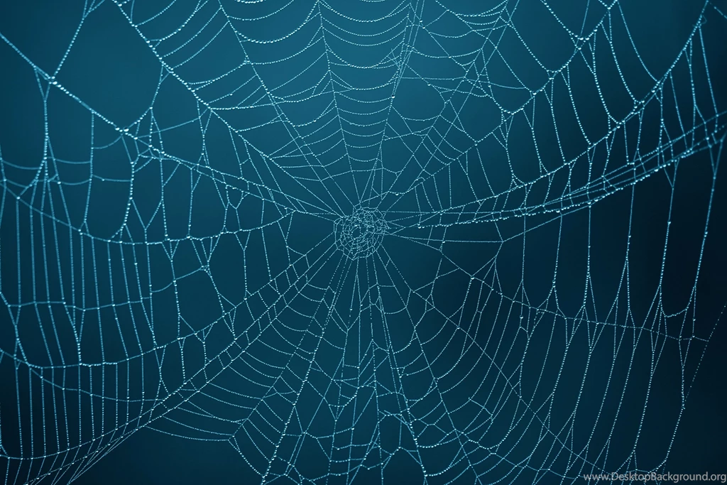 Vermont Man Finds Art In Arachnids