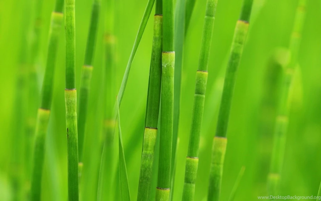 Green Reed Grass Mac Wallpapers Download