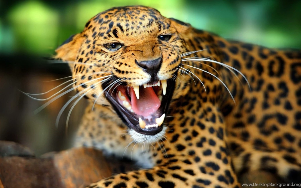 Wild Animal HD Wallpapers