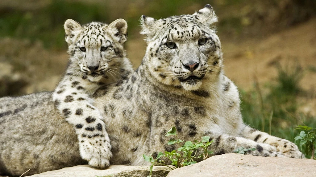Beautiful Animal Pictures Wallpapers