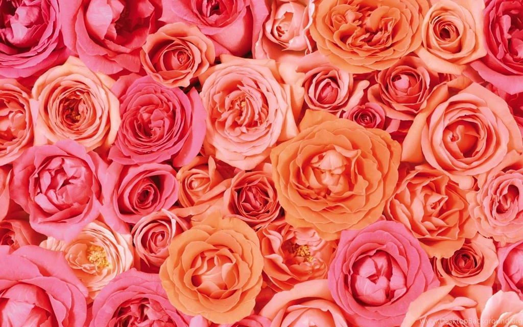 Pink White And Orange Roses Wallpapers Open Walls Desktop Background