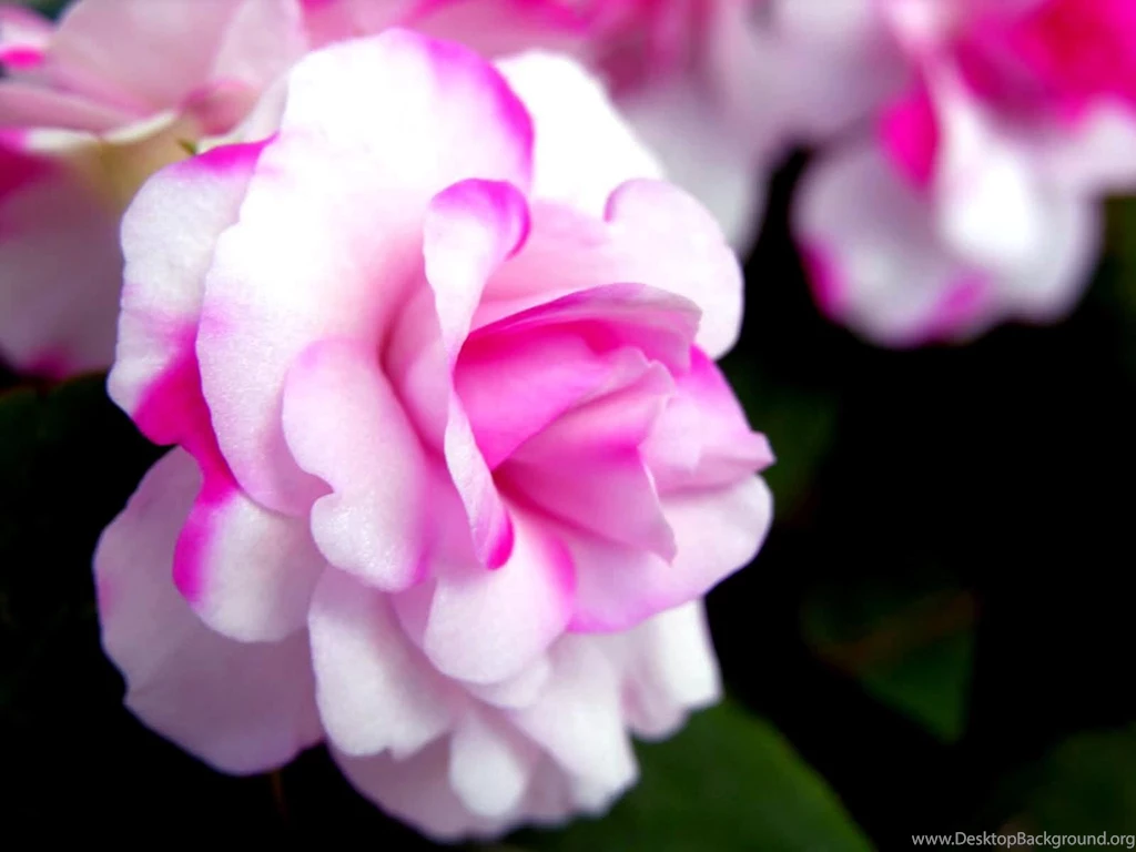 Pink And White Rose Wallpaper Desktop Background