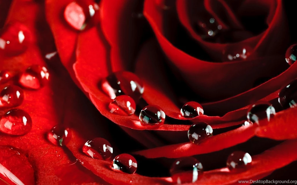 Red Flowers HD Wallpapers