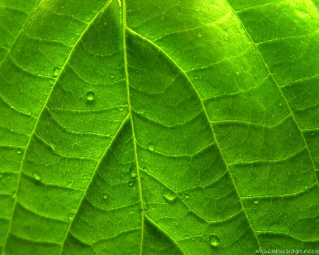 Free Screensavers And Wallpapers KScreensavers.com