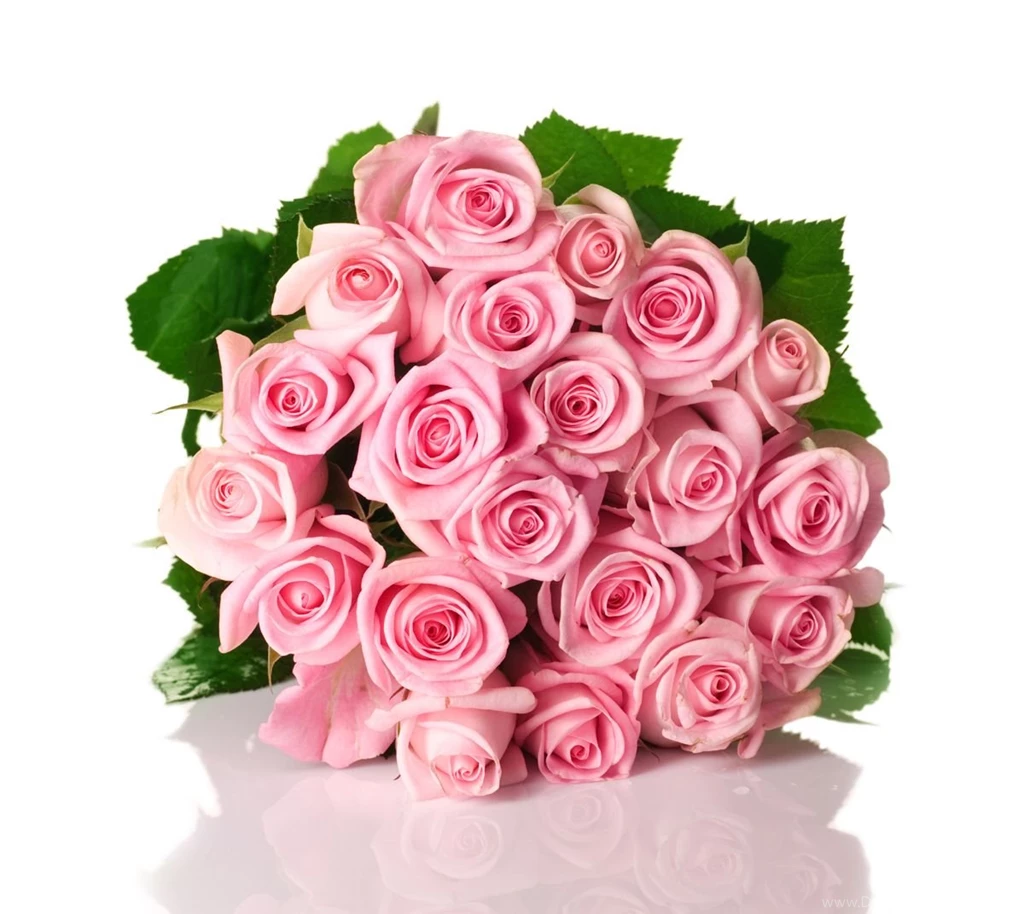 Pink Rose 26523 Flowers Photo Flowers