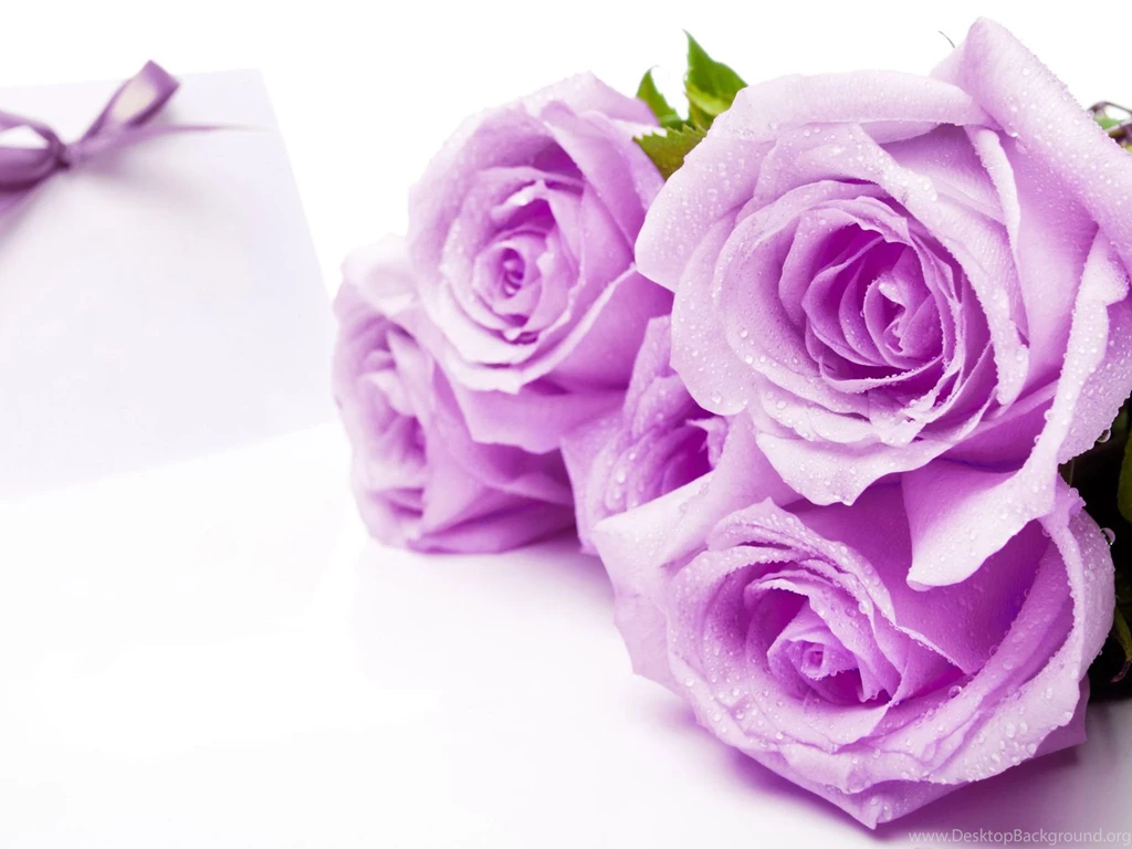 Best Pink Roses HD Wallpapers