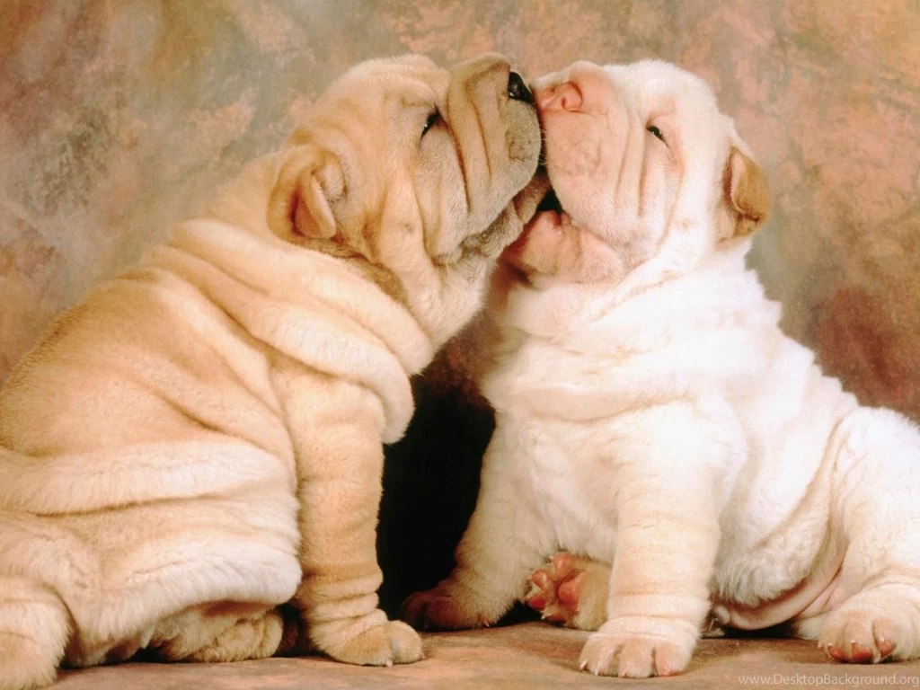 Pictures Of Very Cute Puppies Wallpapers High Definition
