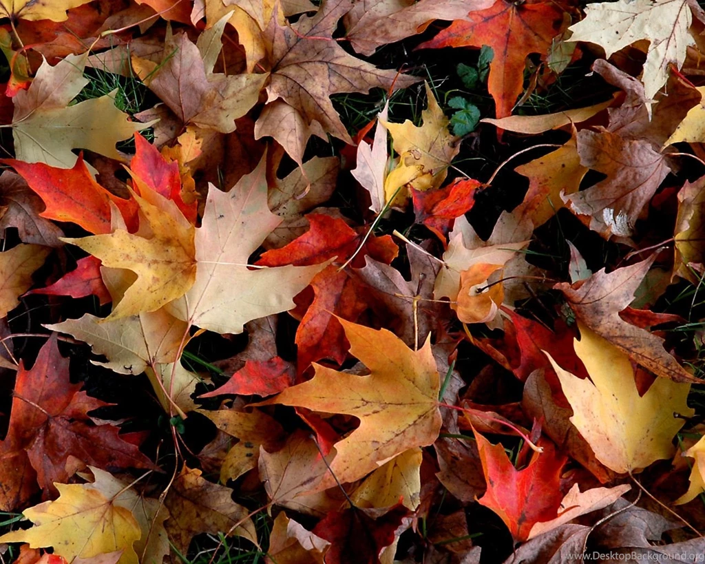 Free Autumn Wallpapers For Desktop HD Wallpapers Pretty