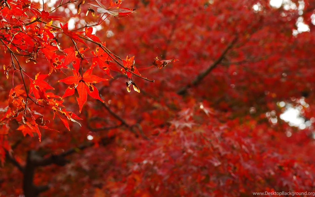 Red Leaves Wallpapers