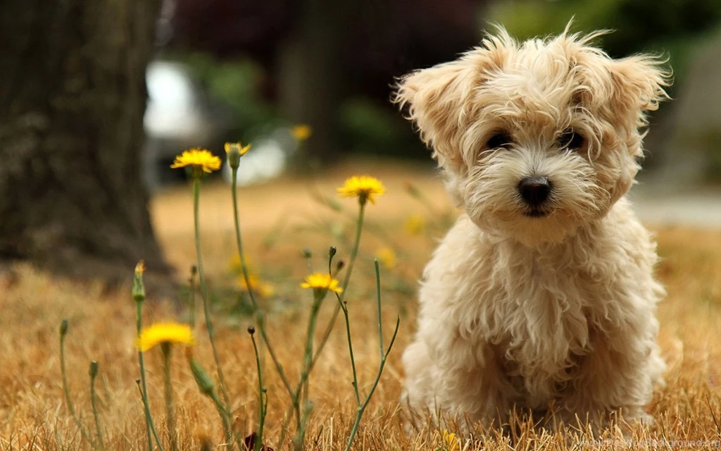 Cute_puppy_hd_widescreen_wallpapers_1920x1200.jpeg
