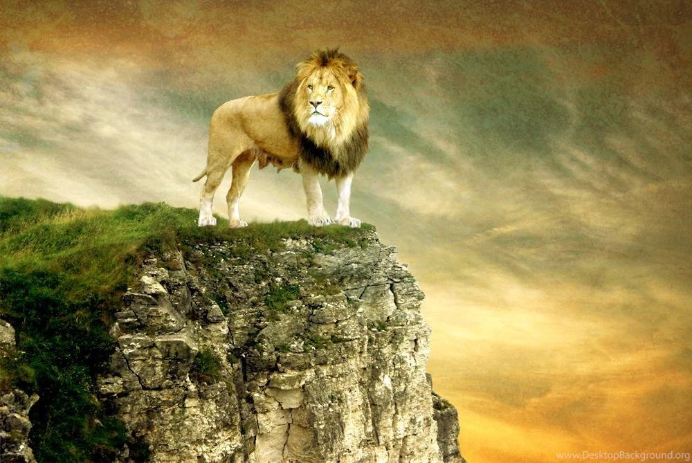 LEO THE LION WALLPAPER (
