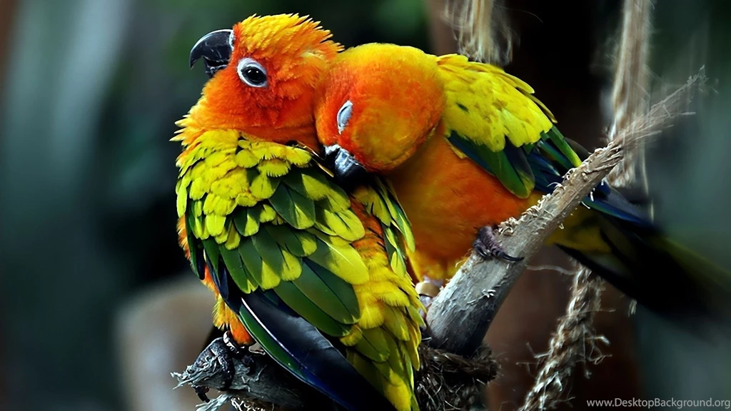 Colorful Birds HD Wallpapers ~ Toptenpack.com