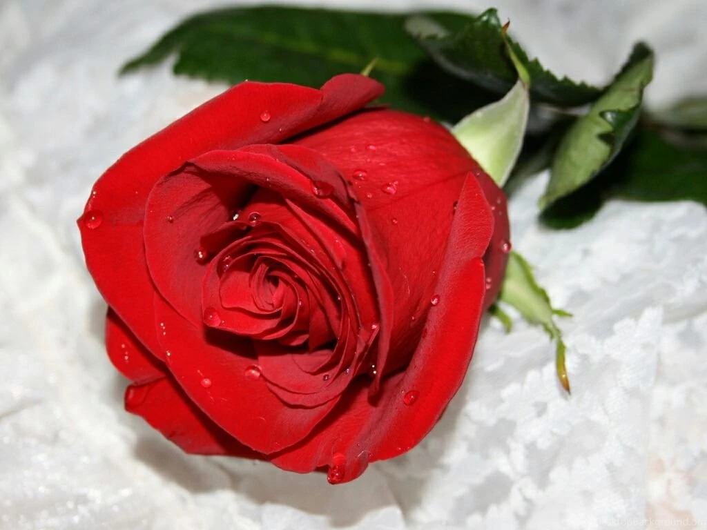 Red roses wallpapers free hd most beautiful