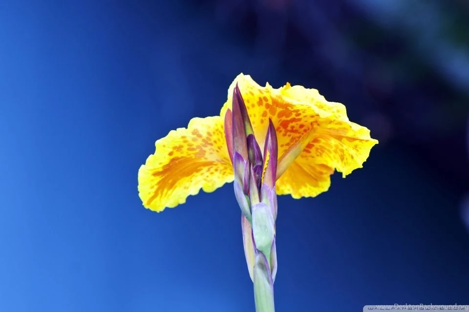 Natural Beauty HD Desktop Wallpapers : Widescreen : High Definition ...