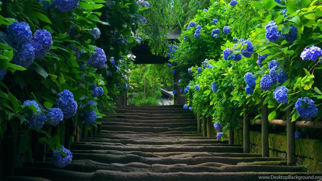 Download Hd Pictures Of Nature Hd Wallpapers
