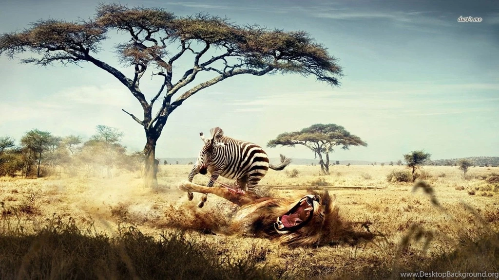 3 Wildlife HD Wallpapers