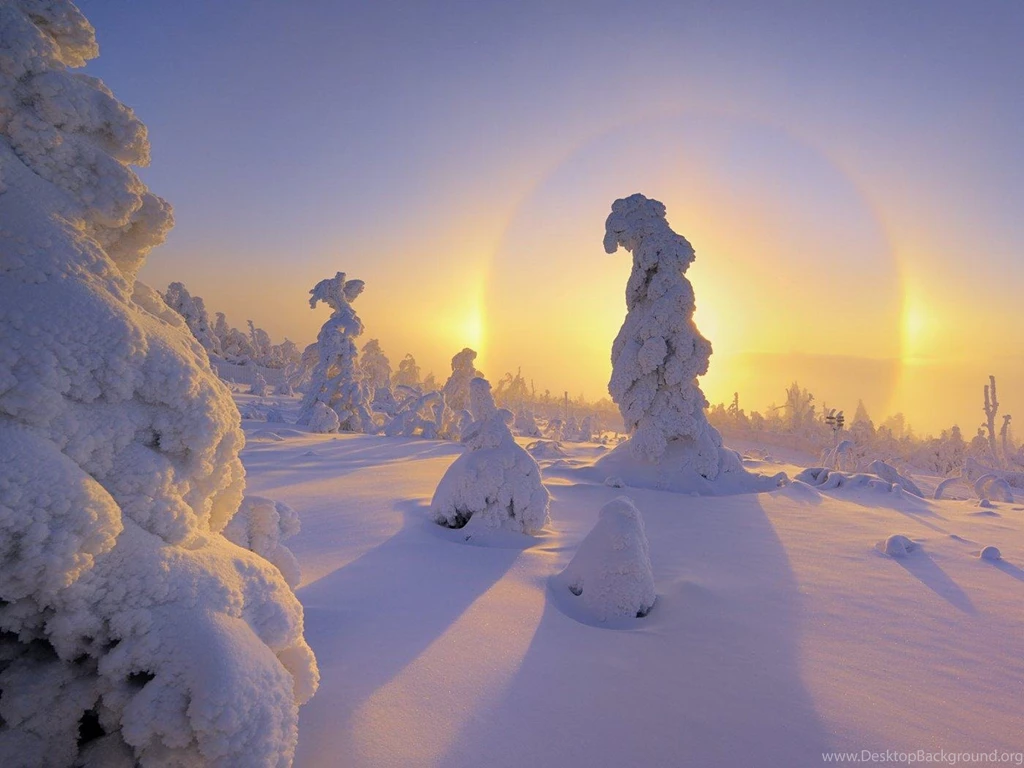 Catalog Male Cheetah Wildlife Wallpapers 800x600 Direct Download ...