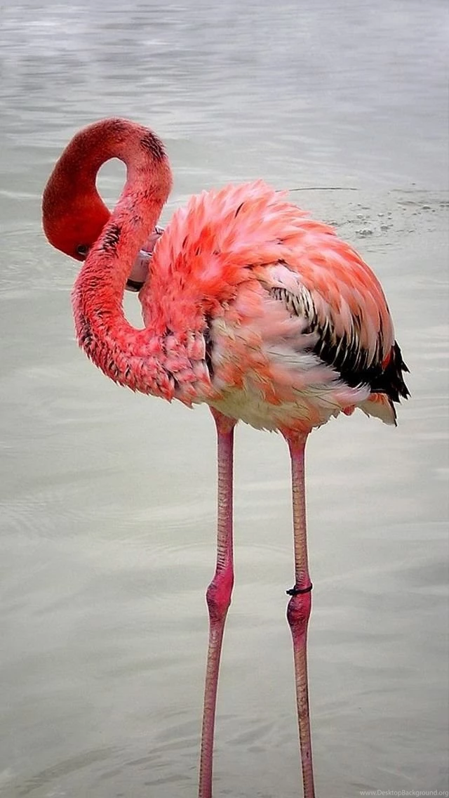 Pink Flamingo iPhone 5 Wallpapers (640x1136)