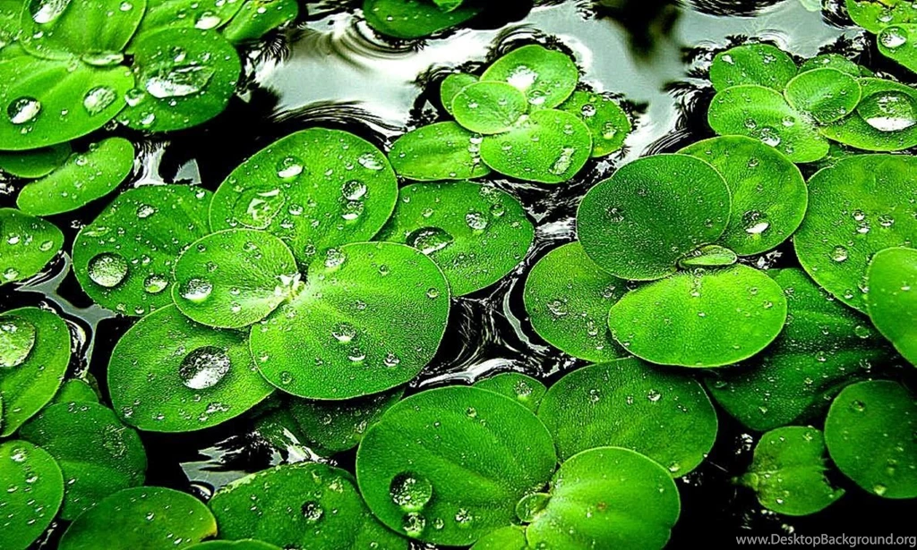 All About HD Wallpaper: Green Water Android Wallpapers Hd 3676 Hd ...