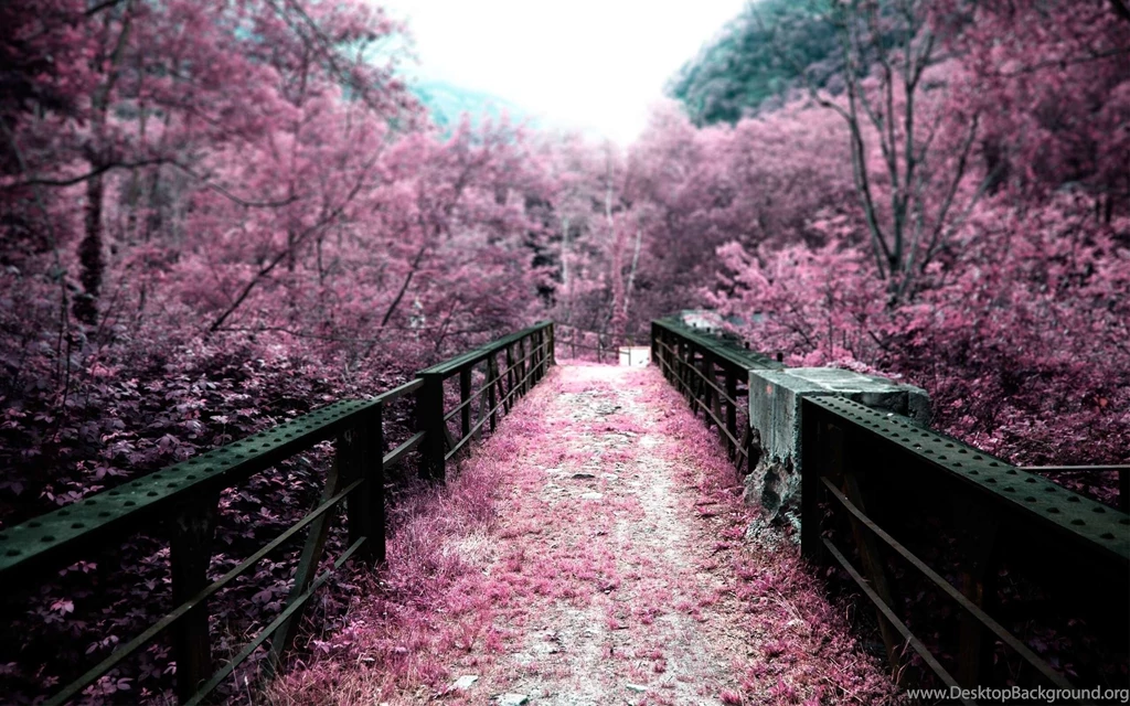 Cherry Blossom On The Bridge