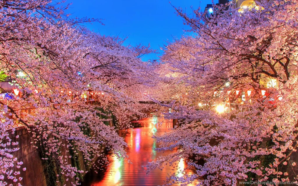 Download Wallpapers 3840x2400 O hanami, Blossom, Sakura, Japan ...