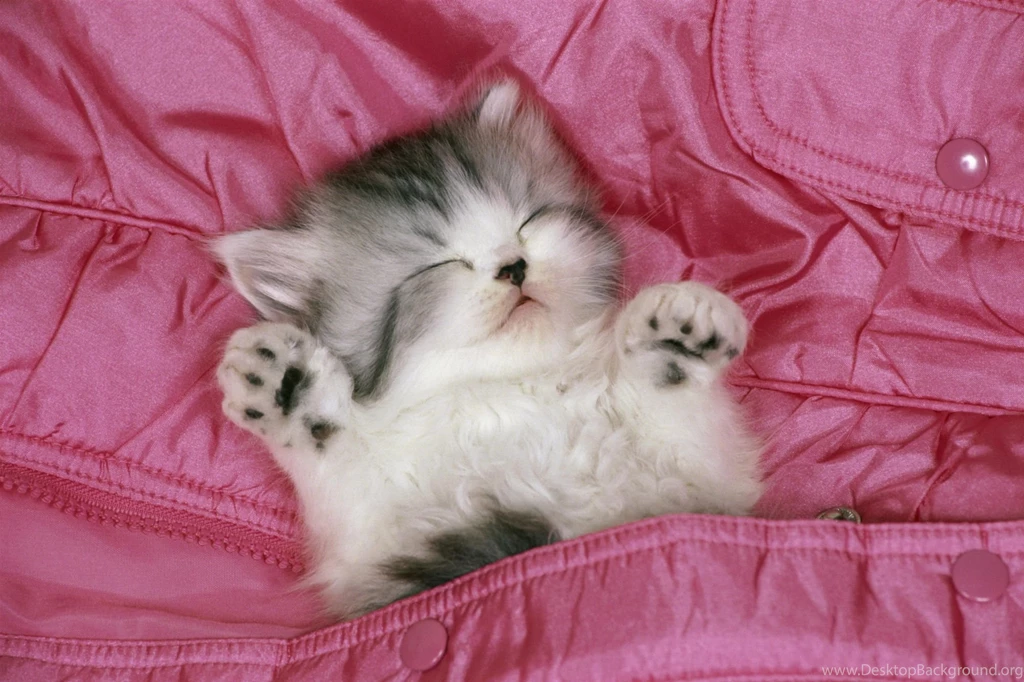 Download free hd sleeping cute cat wallpaper quality desktop ...