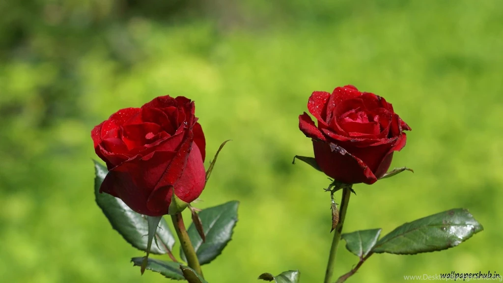 Red Rose Wallpapers Free Download HD Wallpapers Lovely