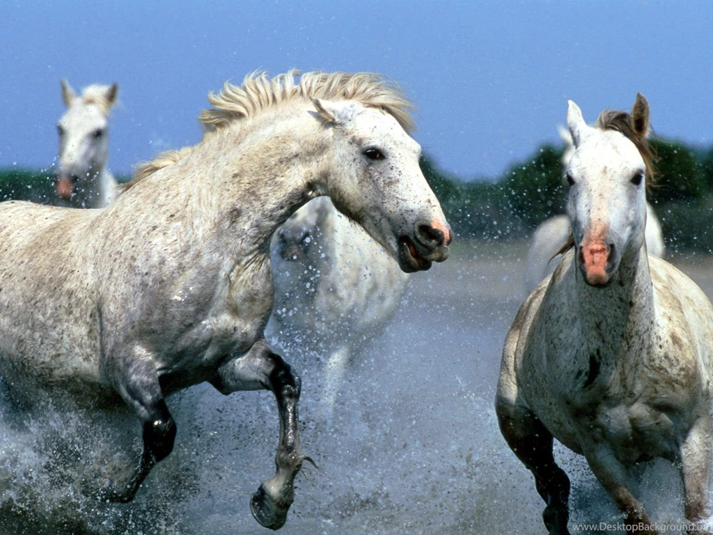 English Cat: Horses Wallpapers For Desktop Backgrounds Free