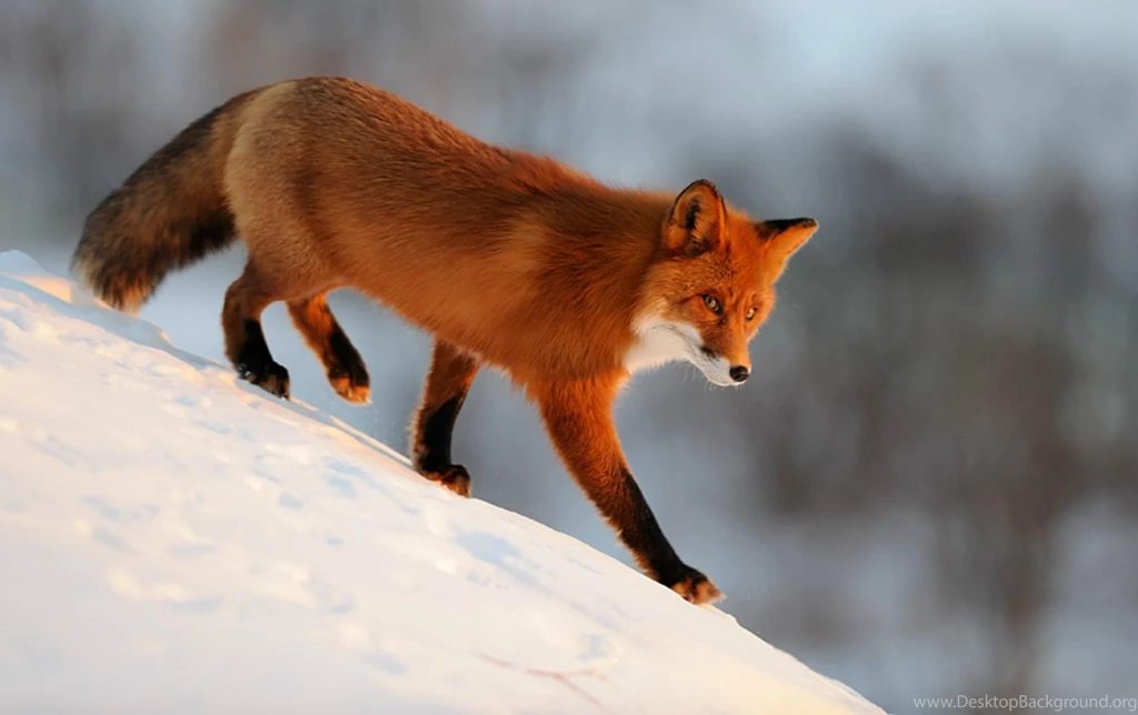 400x273px Red Fox 36.9 KB