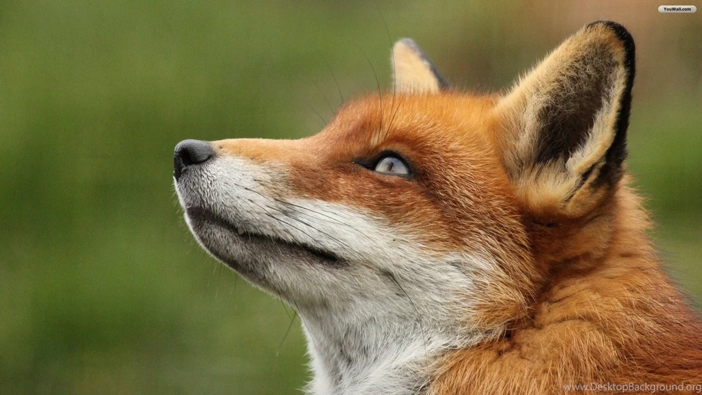YouWall Red Fox Close Wallpapers Wallpaper,wallpapers,free ...