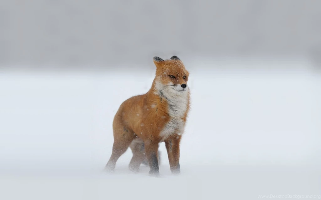 Red Fox In A Snow Storm Wallpapers 1920x1200 110739