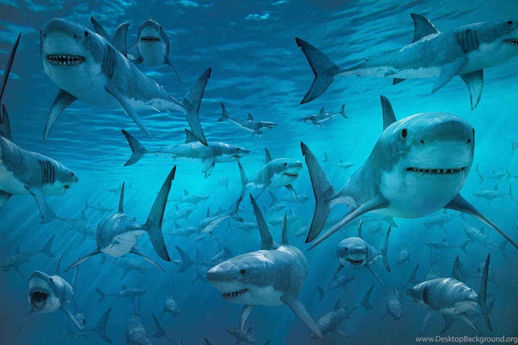 Desktop Free Shark Images Dowload