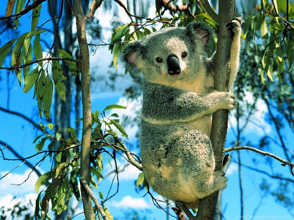 Desktop Wallpapers · Gallery · Animals · Koala