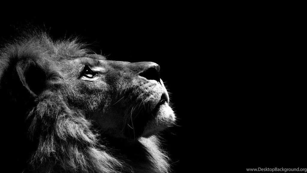 Lion Wallpapers Free Download 3179 HD Wallpapers Site