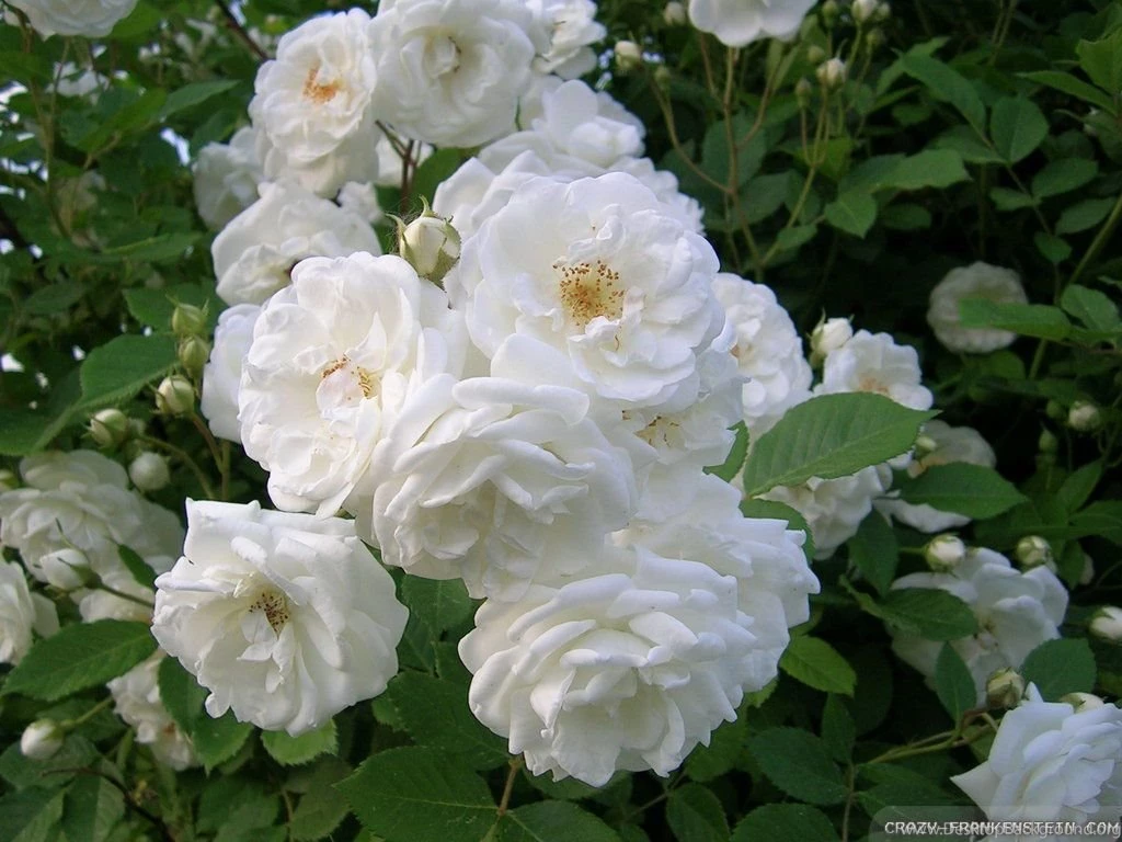 White Rose Wallpapers Crazy Frankenstein