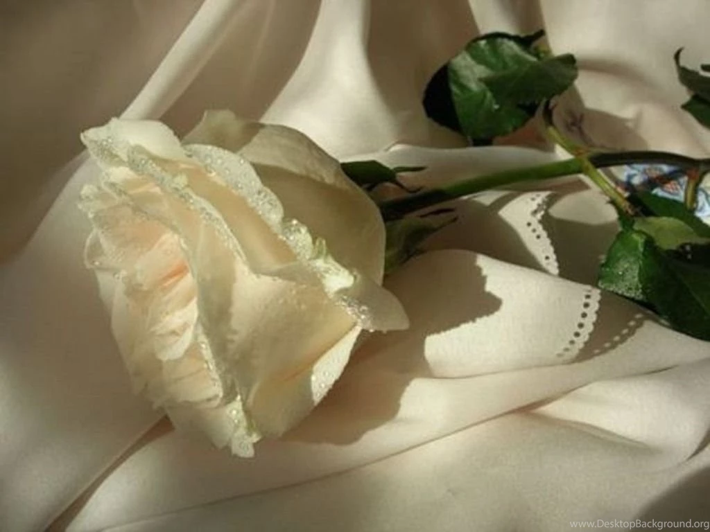 Cute White Rose