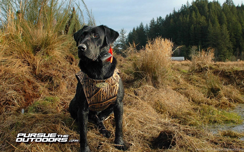 Free Desktop Wallpapers Hunting, Fishing, Wildlife, And Nature ...